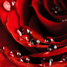 Схема вышивки «Роза»