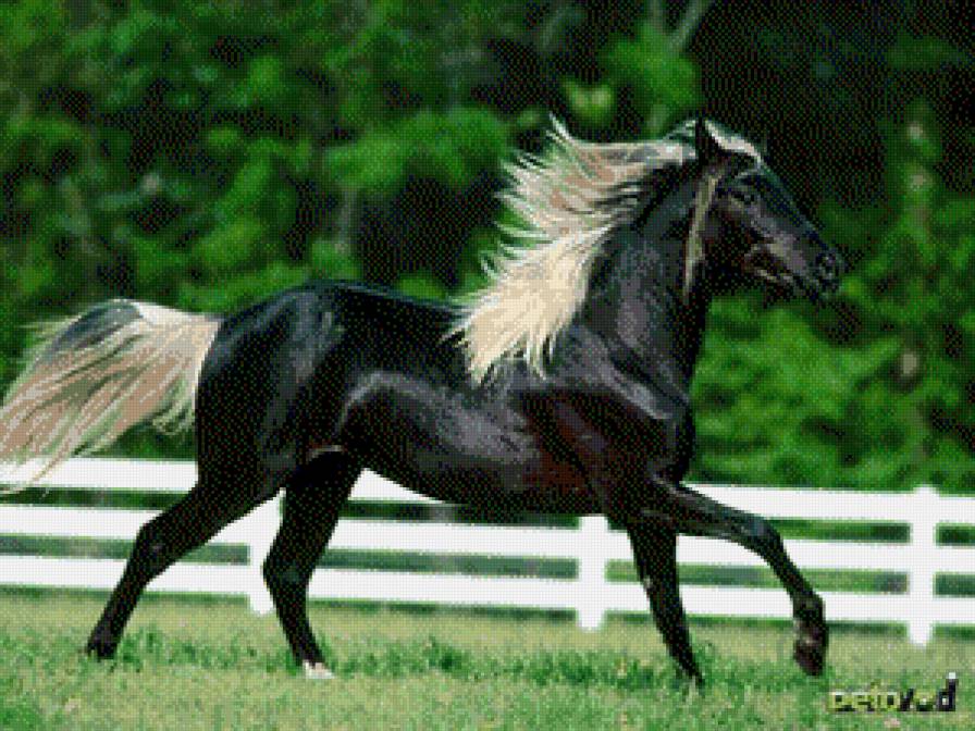 Конь - лошади - предпросмотр