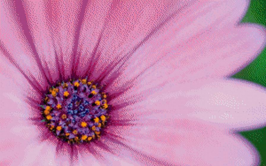 фиолетовый цветок - предпросмотр