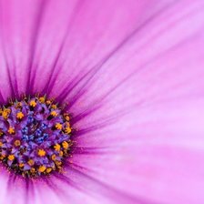 фиолетовый цветок