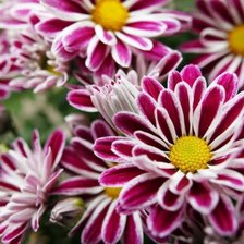 Схема вышивки «Ромашки»