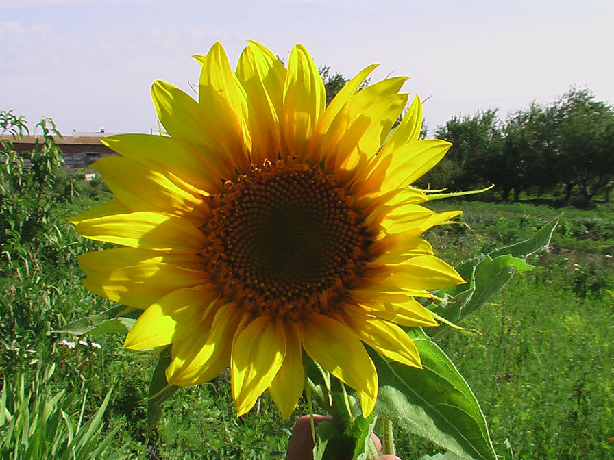 Подсолнух - цветы, подсолнухи - оригинал