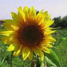 Схема вышивки «Подсолнух»