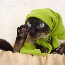 Схема вышивки «сиамка»