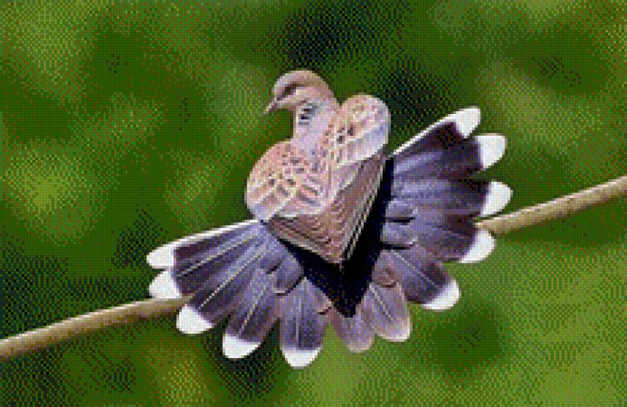 голубь - птицы, голубь - предпросмотр