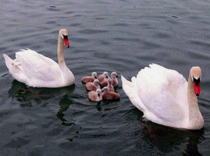 лебеди - птицы, лебеди - предпросмотр