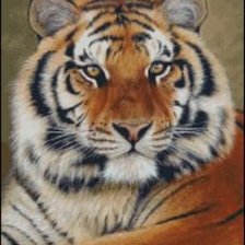 Схема вышивки «Красавец»