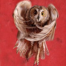 Схема вышивки «сова»