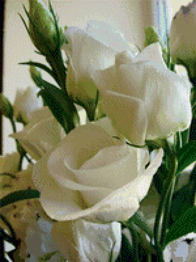 розы белые - подарок, цветы, букет - предпросмотр