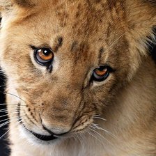 Схема вышивки «львенок»