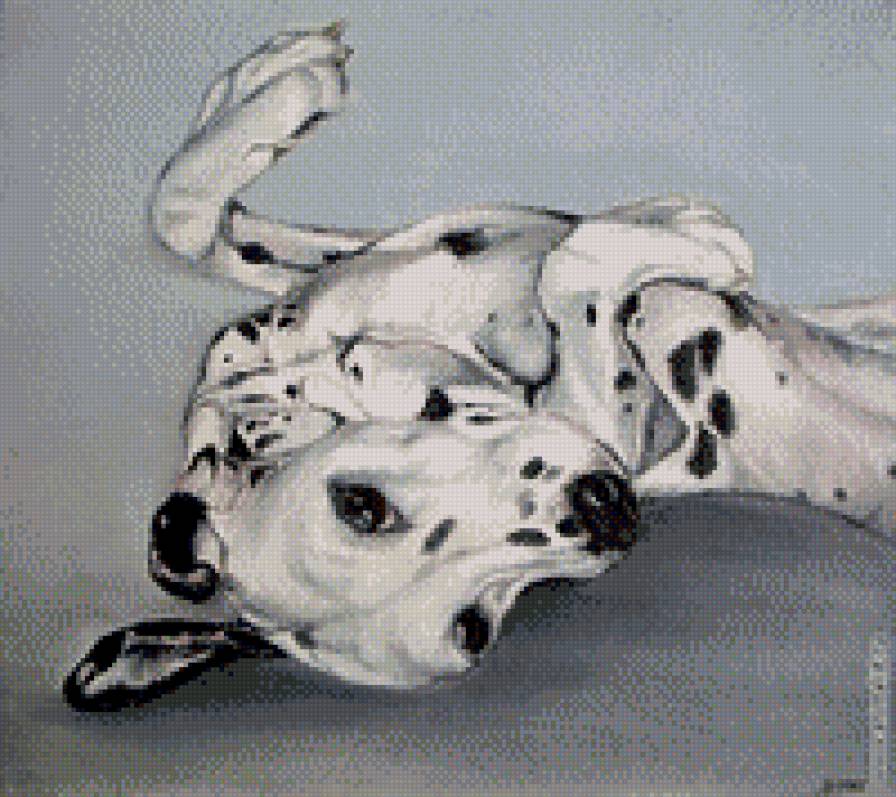 далматин - собаки - предпросмотр