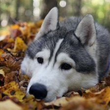 Схема вышивки «митн»