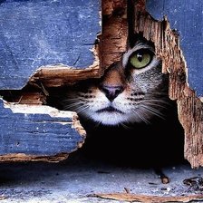 Схема вышивки «котик.»