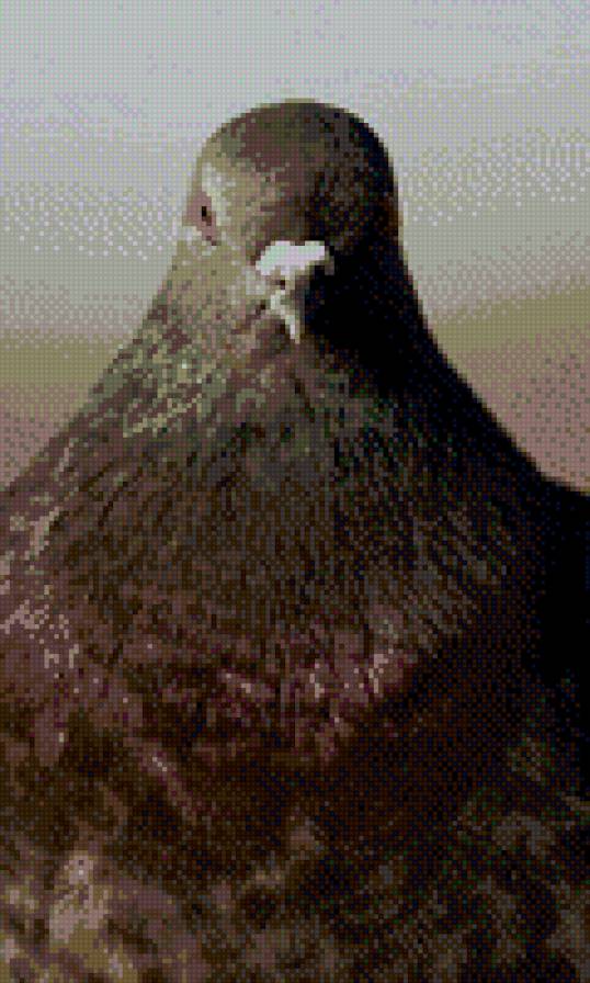 голубь - предпросмотр