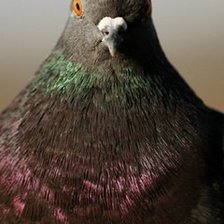 Схема вышивки «голубь»