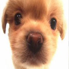 Схема вышивки «песик»