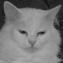 Схема вышивки «кот 2»