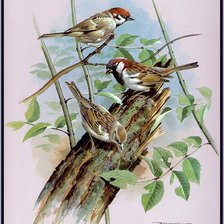 Схема вышивки «Серия "Птицы"»