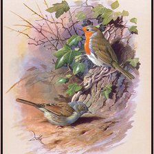 Схема вышивки «Серия "Птицы"»