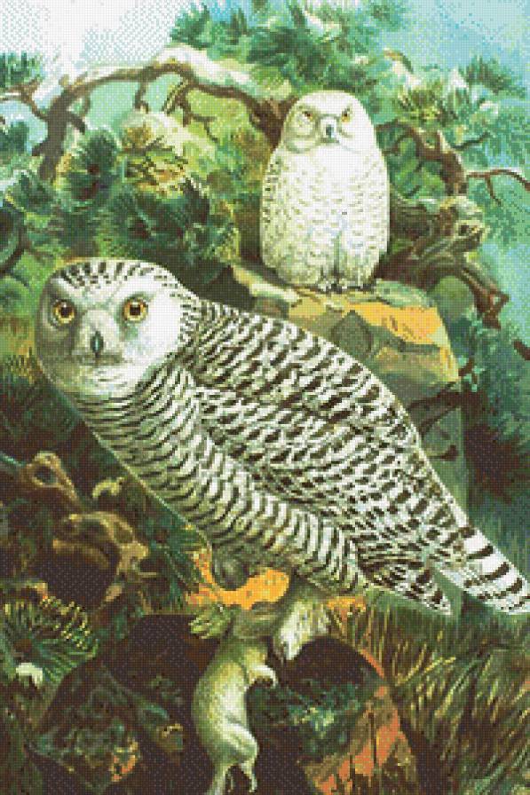 Серия "Птицы" - совы, пейзаж, птицы - предпросмотр