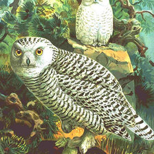 Схема вышивки «Серия "Птицы"»