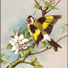 Схема вышивки «Серия "Птицы"»