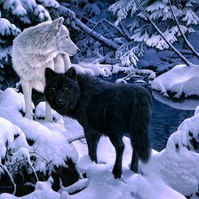 Схема вышивки «Серия "Волки"»