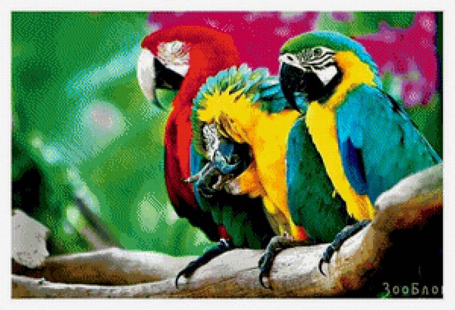 попугаи - предпросмотр