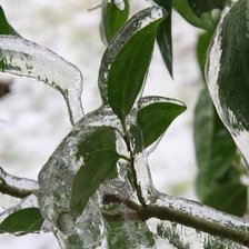 Схема вышивки «Мороз после дождя 2»