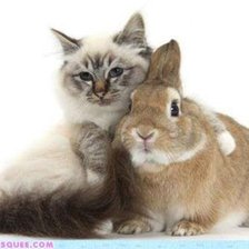 Схема вышивки «серия ,,животные"»