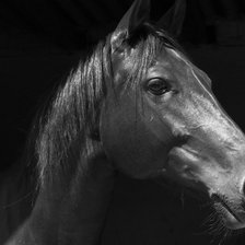 Схема вышивки «черная лошадь»