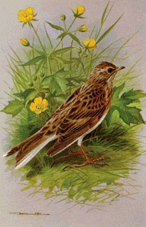 Серия "Птицы" - птицы, цветы - предпросмотр