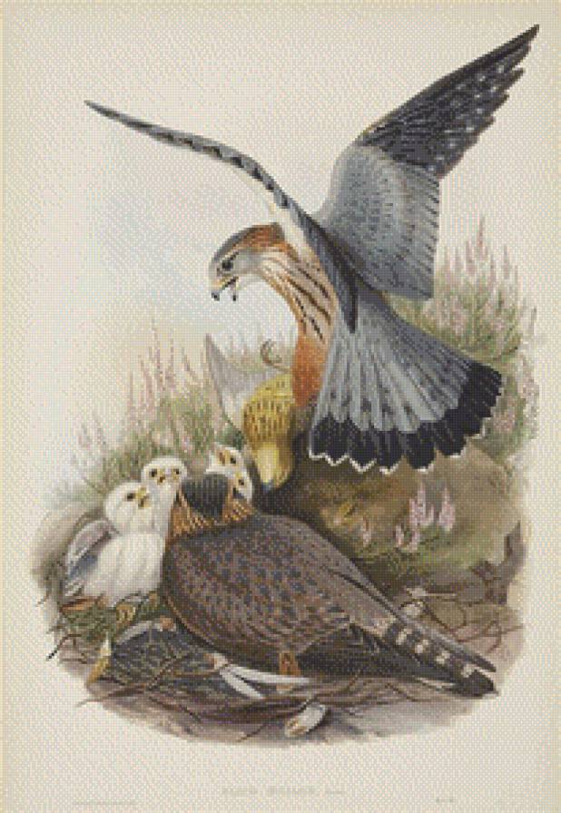 Серия "Птицы" - птицы, орлы, соколы, птенцы, ястребы - предпросмотр