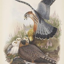 Схема вышивки «Серия "Птицы"»