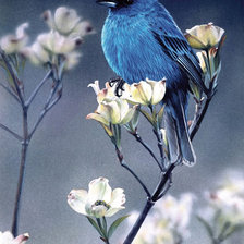 Схема вышивки «Серия "Птицы"»