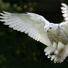 Схема вышивки «Сова в полёте.»