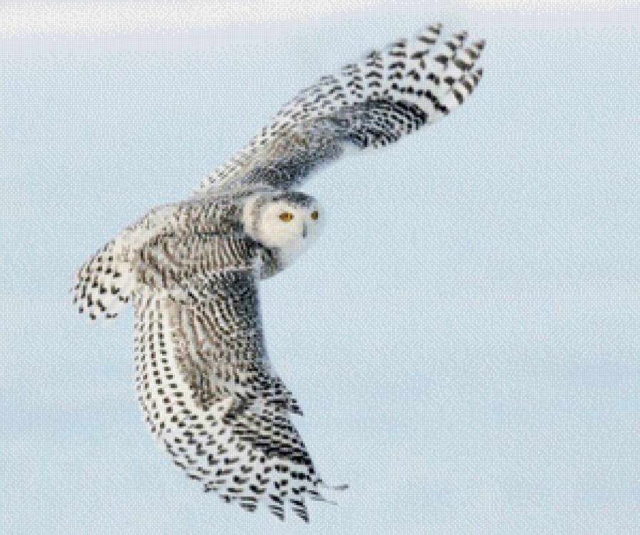 Снежная сова. - охота, сова, снег, полет, птицы - предпросмотр