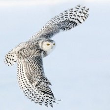 Схема вышивки «Снежная сова.»