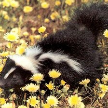 Схема вышивки «Скунсик ))»