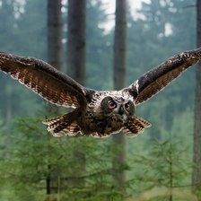 Сова в полёте.