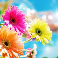 Схема вышивки «герберы»