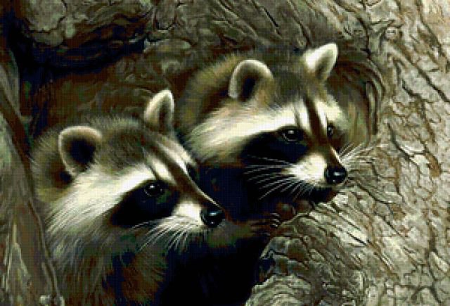 еноты вышивка - животные, еноты - оригинал