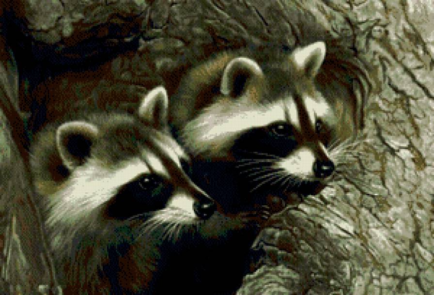 еноты вышивка - еноты, животные - предпросмотр