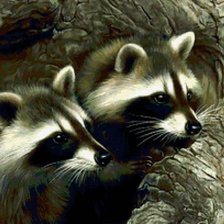 Схема вышивки «еноты вышивка»