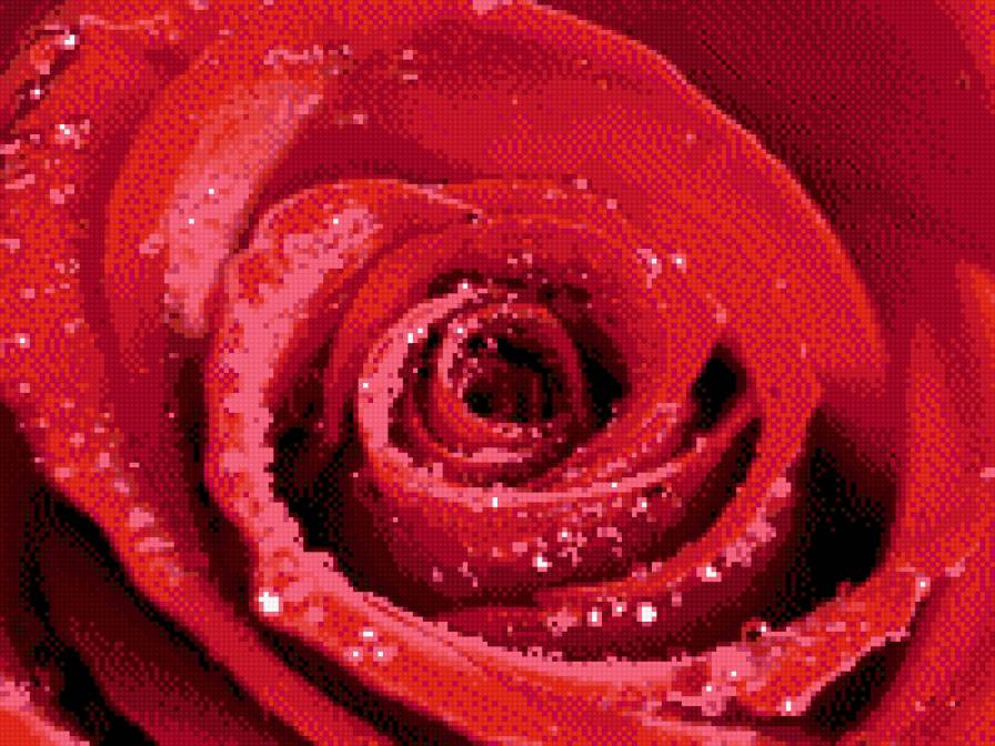 роза - роза - предпросмотр