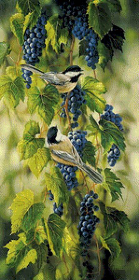 синички на винограде - птицы, виноград, синички - предпросмотр
