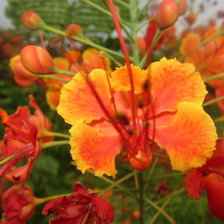 Схема вышивки «№482618»