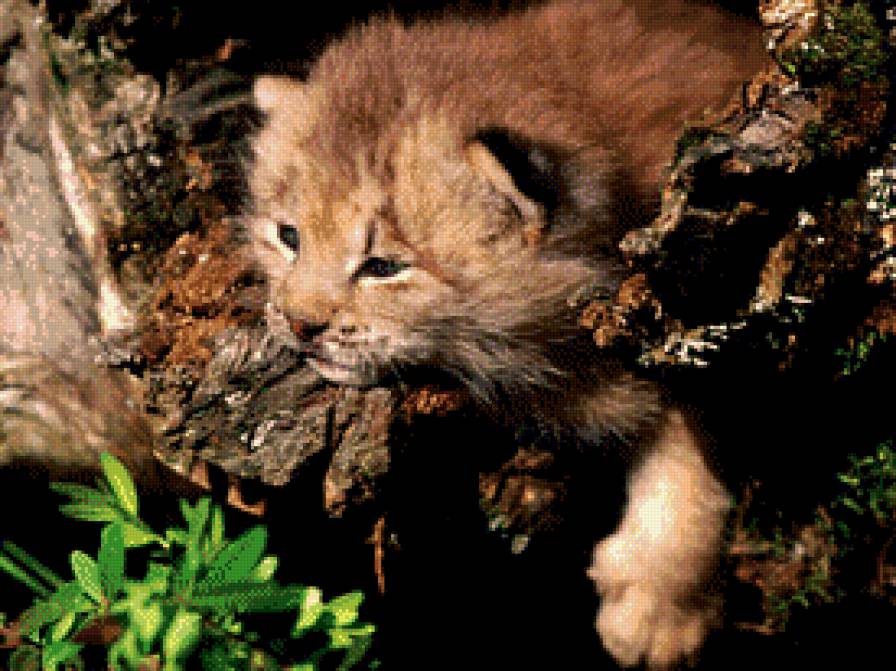 Пушистое чудо:) - рысь, лес, деревья - предпросмотр