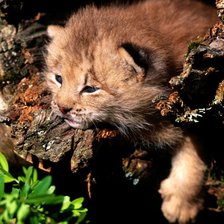 Схема вышивки «Пушистое чудо:)»