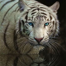 Схема вышивки «тигр»